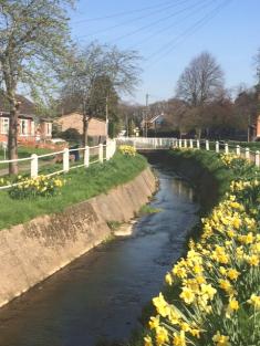 river view with daffodils